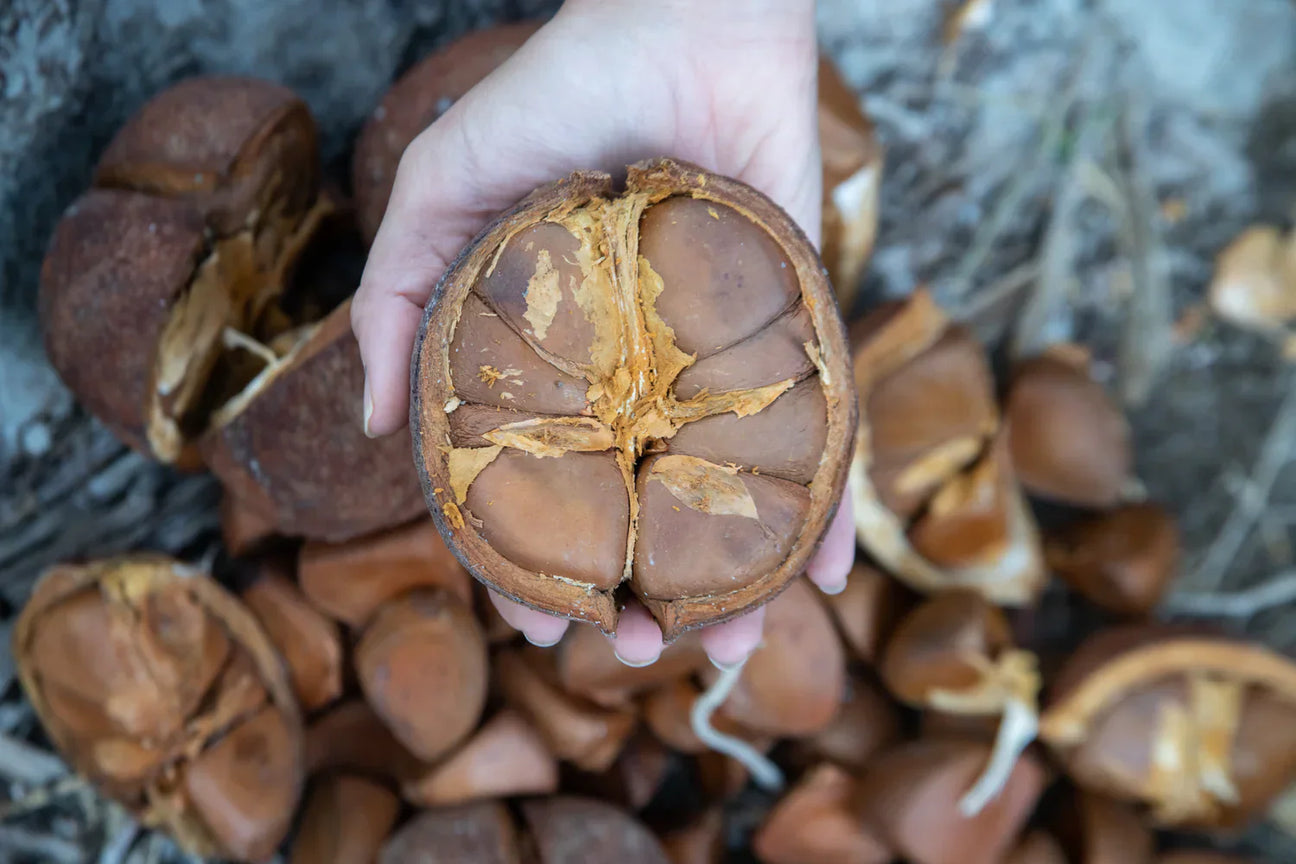 L’Huile d’Andiroba : Le Trésor d’Amazonie